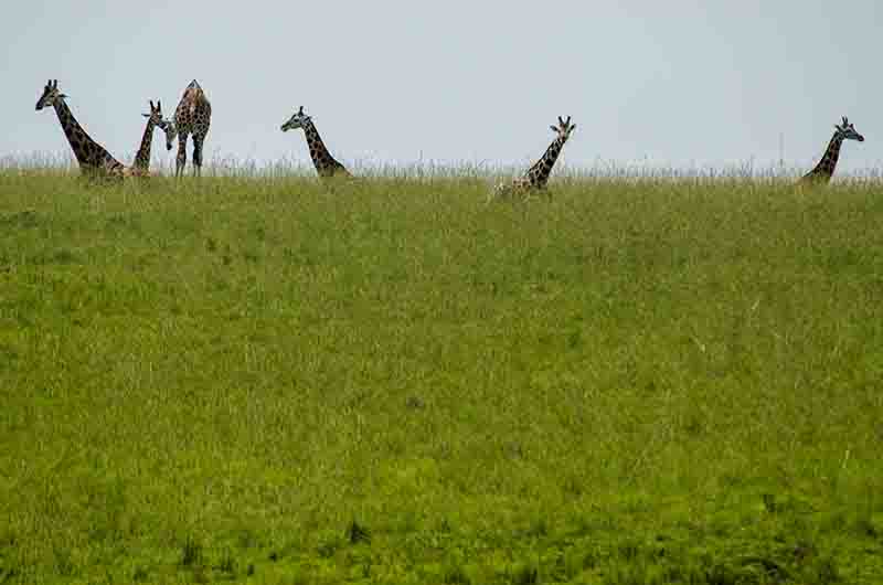 Jirafa - parque nacional de las cataratas Murchison - Uganda 8.jpg